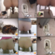 Multiple Japanese women use a floor toilet that is unable to flush. The toilet bowl gets progressively more filthy as it fills with waste from all of the women, who react to the odor and mess. Over 1 hour. 814MB, MP4 file requires high-speed Internet.